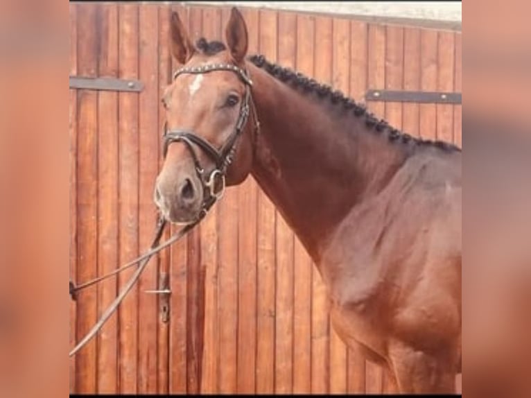 Anglo European Studbook Wallach 8 Jahre 166 cm Brauner in Toppenstedt