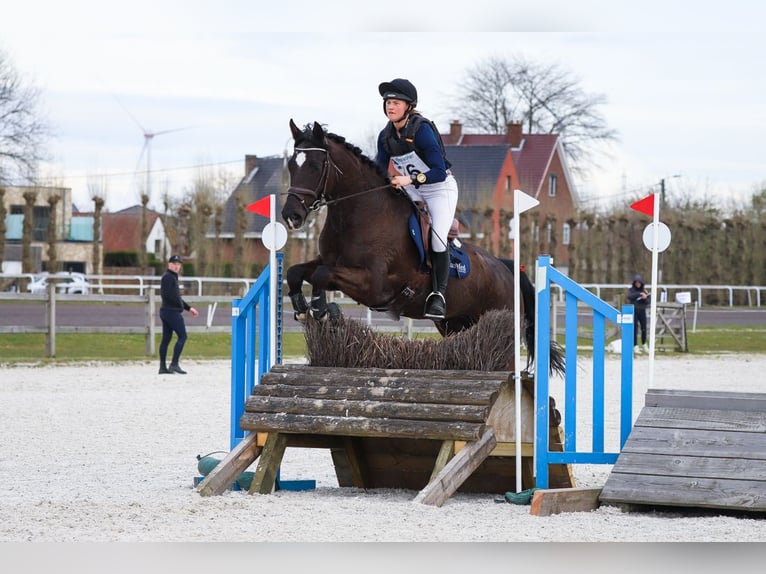 Anglo European Studbook Wallach 8 Jahre 167 cm Rappe in Brecht