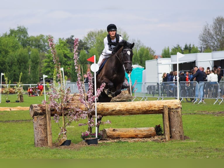 Anglo European Studbook Wallach 8 Jahre 167 cm Rappe in Brecht