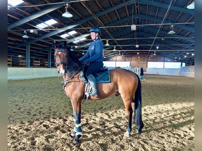 Anglo European Studbook Wallach 9 Jahre 166 cm Brauner in Pelmberg