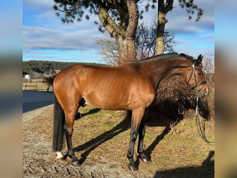 Anglo European Studbook Wallach 9 Jahre 166 cm Brauner in Pelmberg