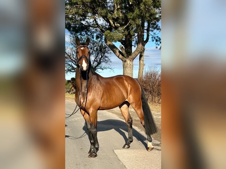 Anglo European Studbook Wallach 9 Jahre 166 cm Brauner in Pelmberg