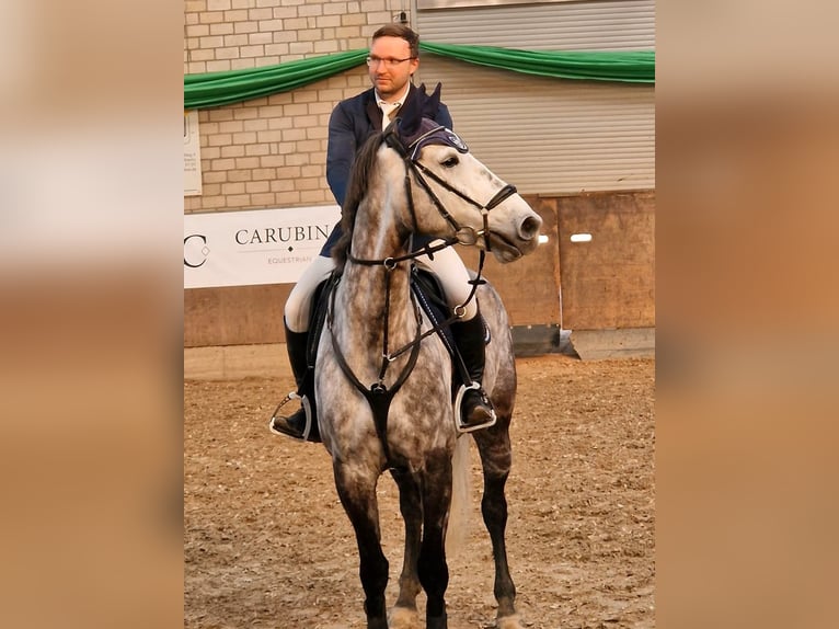 Anglo European Studbook Wallach 9 Jahre 167 cm Apfelschimmel in Düsseldorf