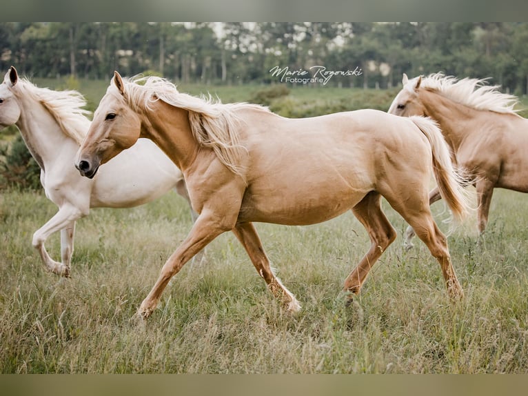 Anglo European Studbook Yegua 11 años 156 cm Dunalino (Cervuno x Palomino) in Beaumont-Pied-de-Buf