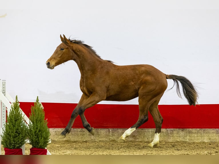 Anglo European Studbook Yegua 1 año 151 cm Castaño in Waddinxveen