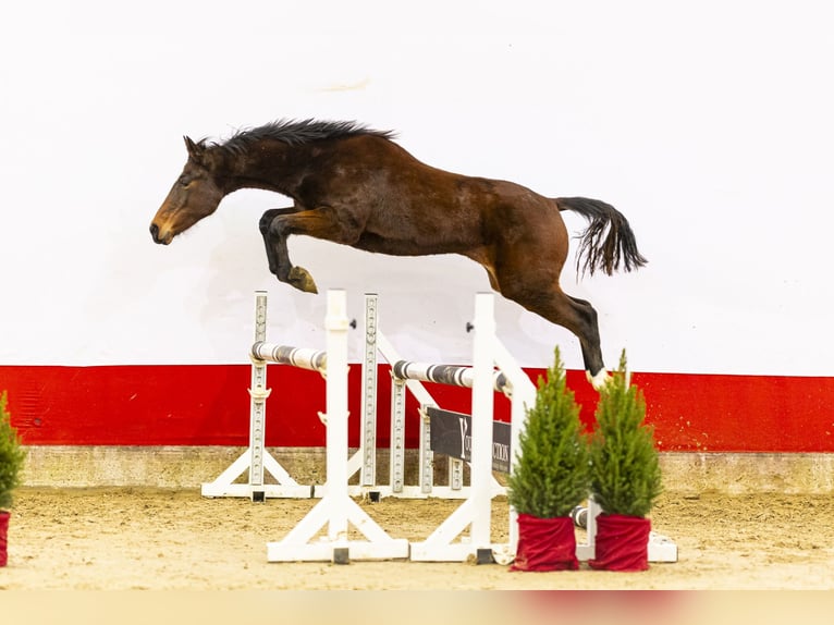 Anglo European Studbook Yegua 2 años 145 cm Castaño in Waddinxveen