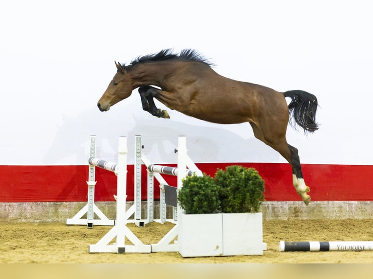 Anglo European Studbook Yegua 2 años 155 cm  in Waddinxveen