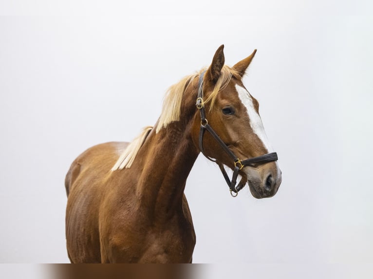 Anglo European Studbook Yegua 2 años 161 cm  in Waddinxveen