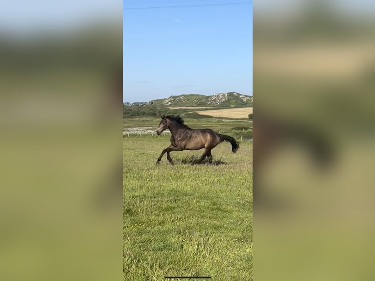 Anglo European Studbook Yegua 2 años Buckskin/Bayo in Wales