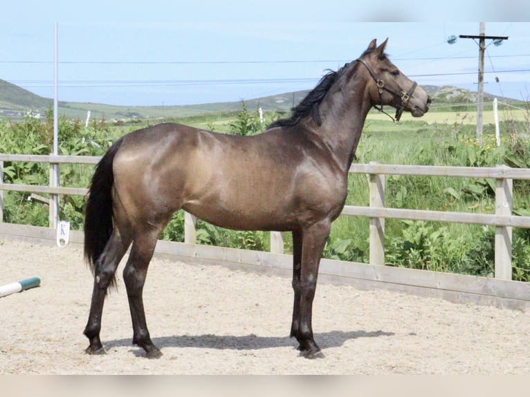 Anglo European Studbook Yegua 2 años Buckskin/Bayo in Wales