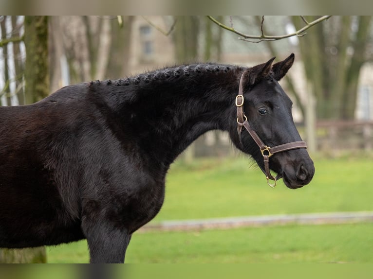 Anglo European Studbook Yegua 3 años 159 cm Negro in GROTE-BROGEL