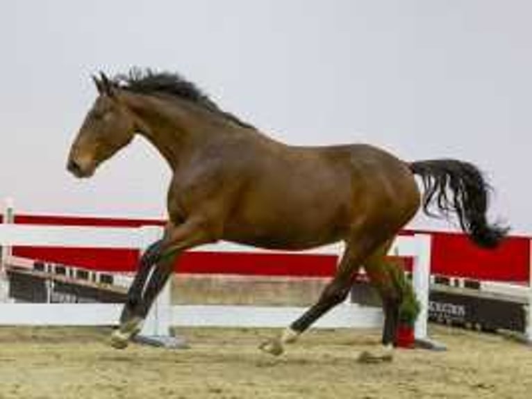 Anglo European Studbook Yegua 3 años 160 cm Castaño in Waddinxveen