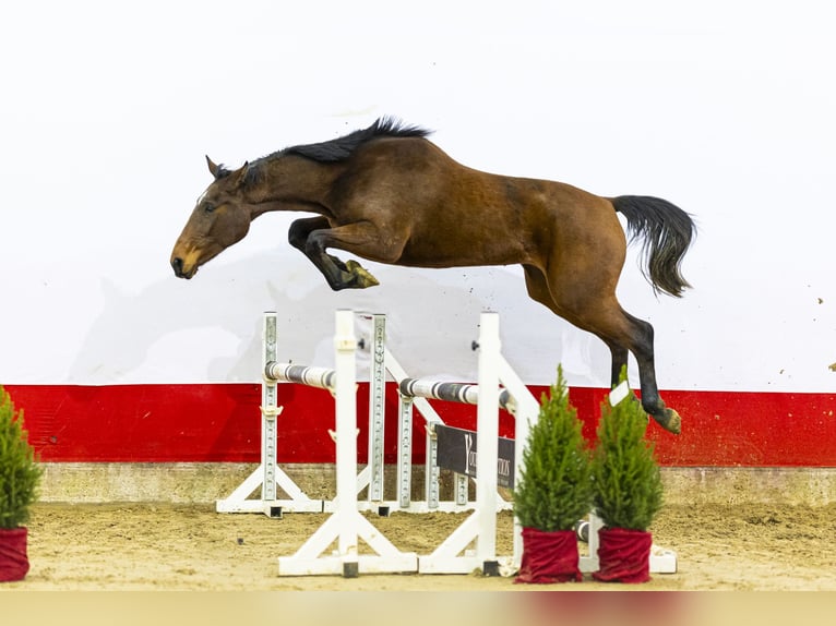 Anglo European Studbook Yegua 3 años 161 cm Castaño in Waddinxveen