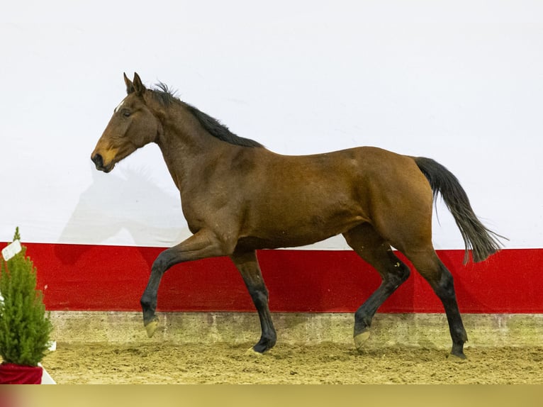 Anglo European Studbook Yegua 3 años 161 cm Castaño in Waddinxveen