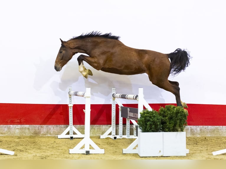 Anglo European Studbook Yegua 3 años 168 cm  in Waddinxveen