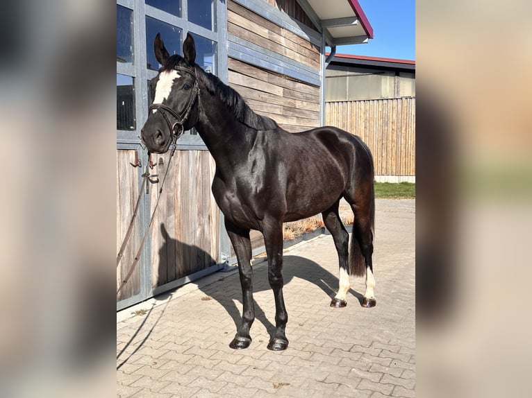 Anglo European Studbook Yegua 4 años 164 cm Negro in Leipzig