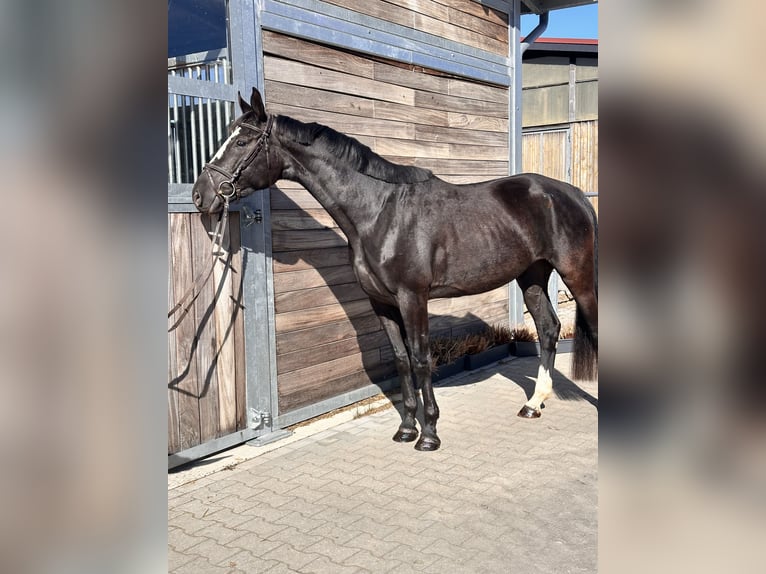 Anglo European Studbook Yegua 4 años 165 cm Negro in Leipzig