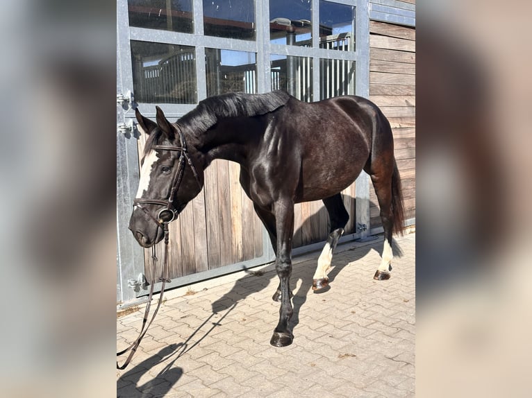 Anglo European Studbook Yegua 4 años 165 cm Negro in Leipzig