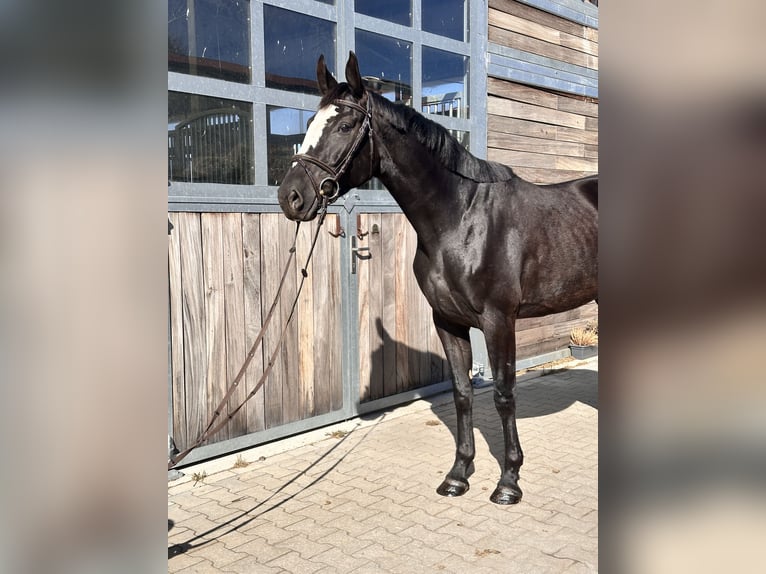Anglo European Studbook Yegua 4 años 165 cm Negro in Leipzig