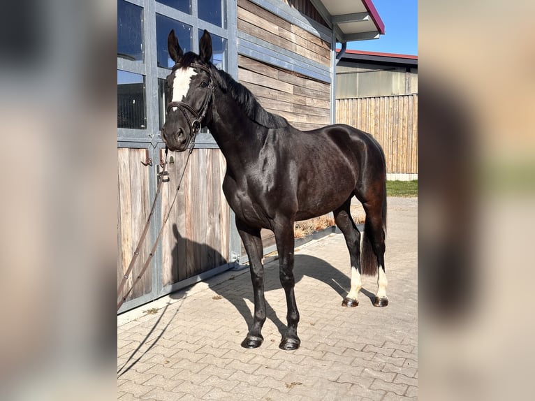 Anglo European Studbook Yegua 4 años 165 cm Negro in Leipzig
