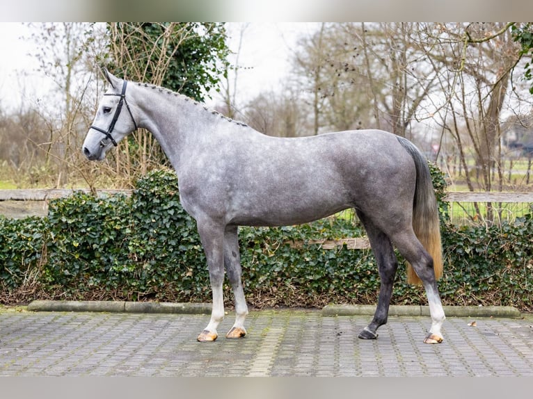 Anglo European Studbook Yegua 4 años 166 cm  in Heerde