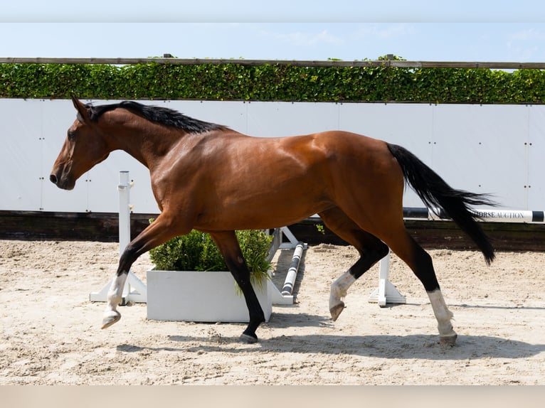 Anglo European Studbook Yegua 4 años 167 cm Castaño in Waddinxveen
