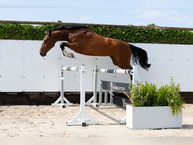 Anglo European Studbook Yegua 4 años 167 cm Castaño in Waddinxveen