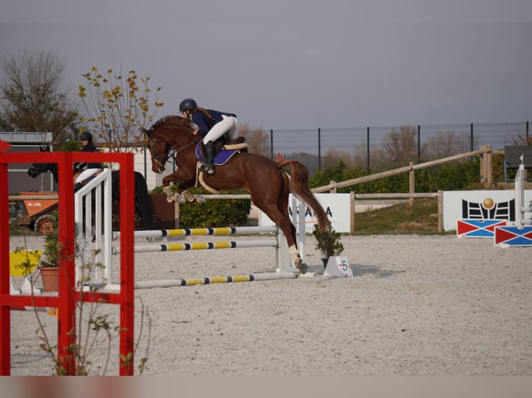 Anglo European Studbook Yegua 5 años 163 cm Alazán in Alcorcon