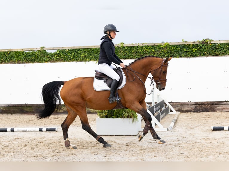 Anglo European Studbook Yegua 5 años 164 cm Castaño in Waddinxveen Anglo European Studbook Yegua 5 años 164 cm Castaño in Waddinxveen