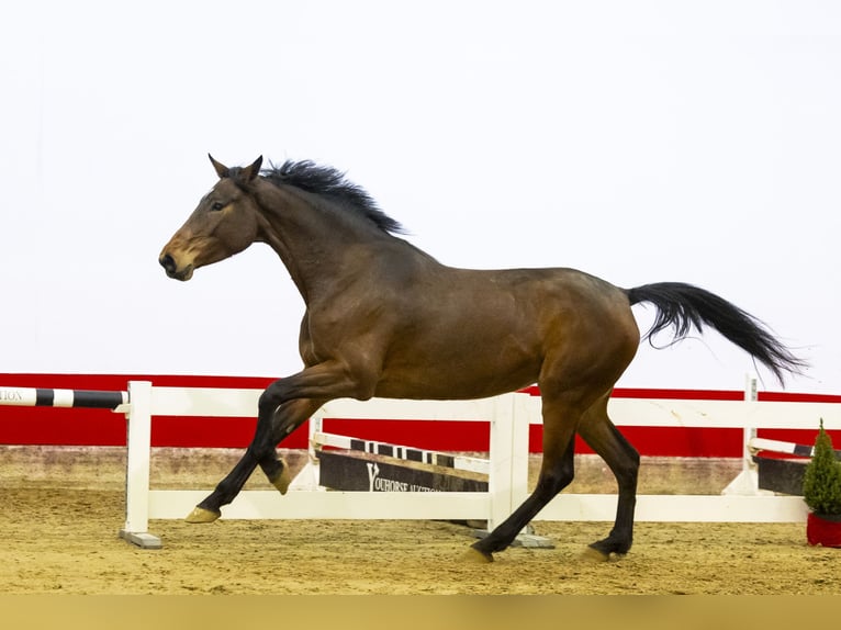 Anglo European Studbook Yegua 5 años 165 cm Castaño in Waddinxveen