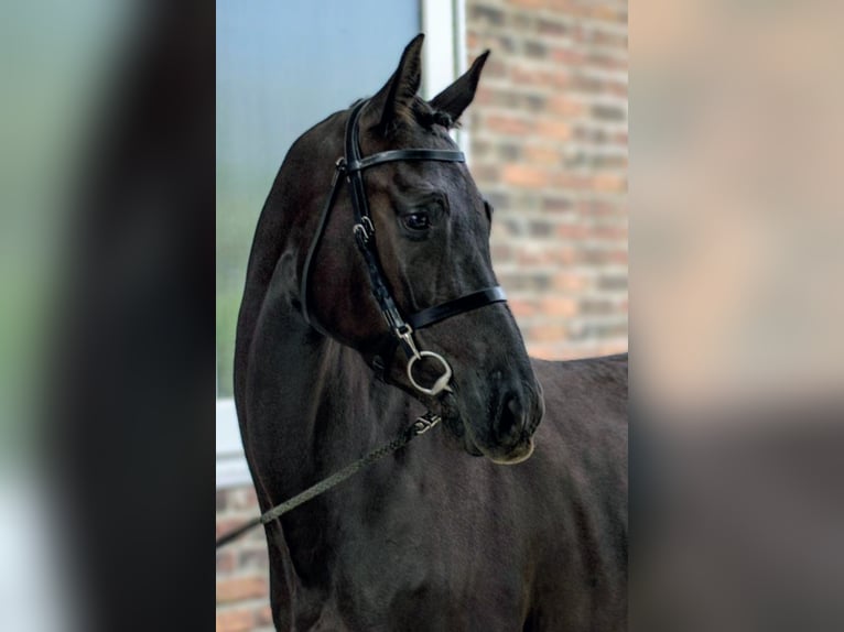 Anglo European Studbook Yegua 5 años 168 cm Negro in Senovo