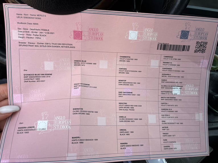 Anglo European Studbook Yegua 5 años 168 cm Negro in Senovo