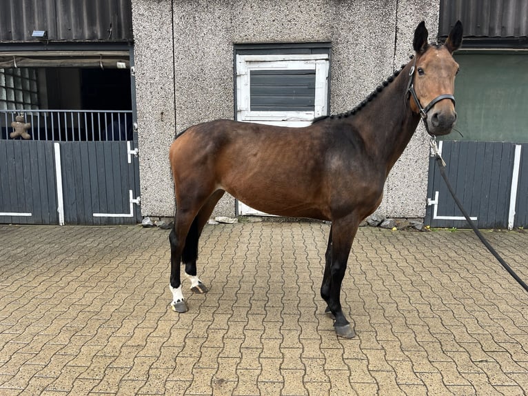 Anglo European Studbook Yegua 6 años 158 cm Castaño in Hamm