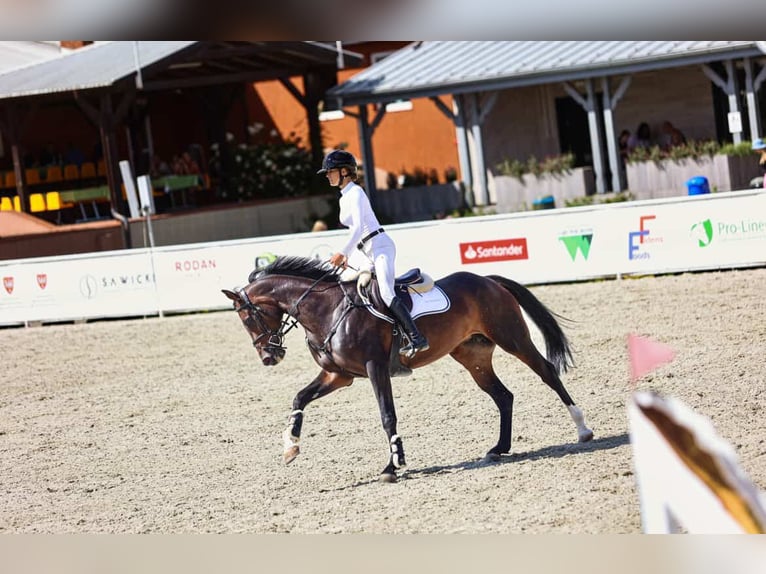 Anglo European Studbook Yegua 6 años 168 cm Morcillo in Stobno Siódme