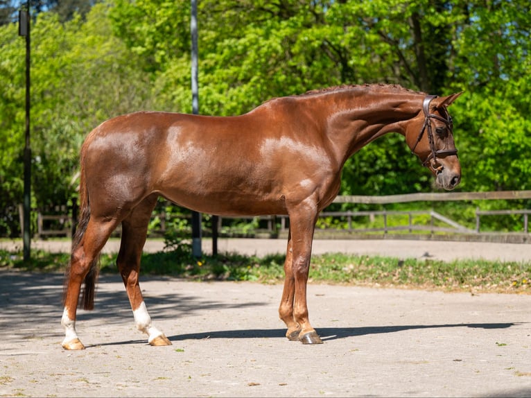 Anglo European Studbook Yegua 6 años 170 cm Alazán in Grote-Brogel