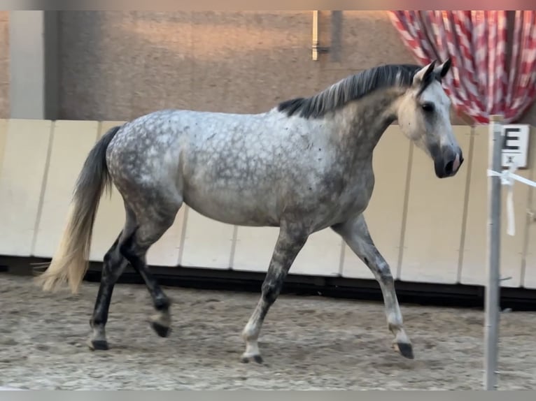 Anglo European Studbook Yegua 6 años 170 cm Tordo rodado in W&#xFC;rzburg