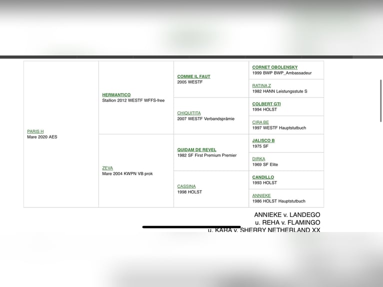 Anglo European Studbook Yegua 6 años Alazán in Warszawa