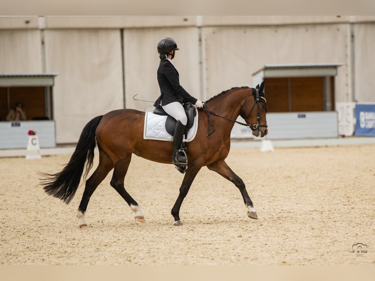 Anglo European Studbook Yegua 7 años 148 cm Castaño in Brno