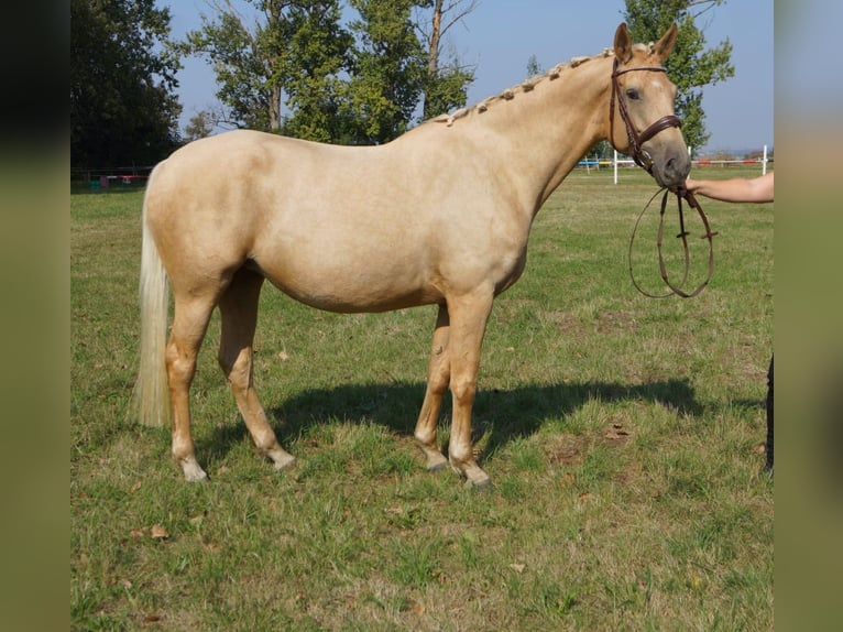 Anglo European Studbook Yegua 8 años 165 cm Palomino in M&#xFC;geln