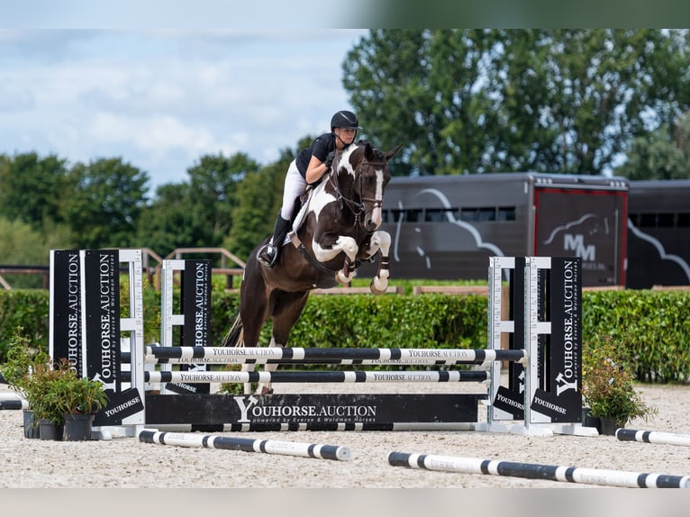 Anglo European Studbook Yegua 8 años 172 cm Pío in Warszawa
