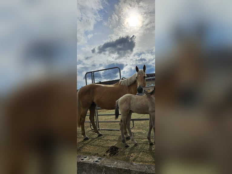 Anglo European Studbook Yegua 9 años 165 cm Palomino in Mügeln