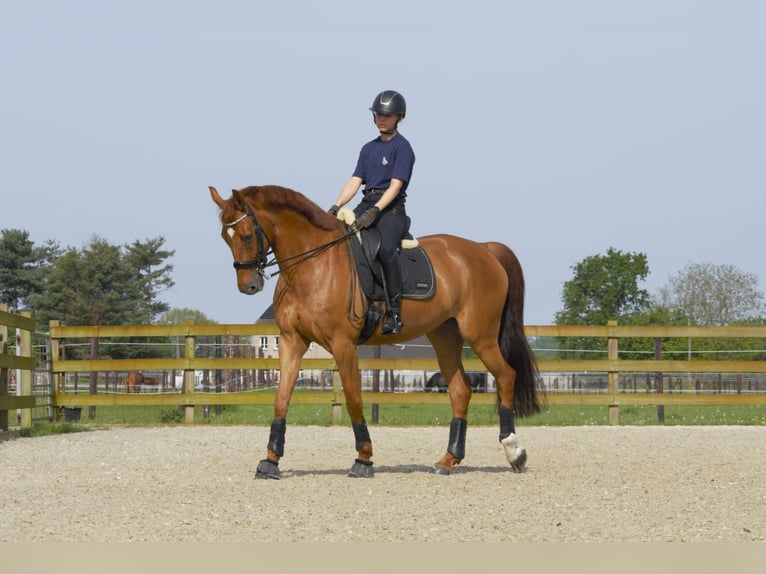 Anglo European Studbook Yegua 9 años 168 cm Alazán in Westerlo