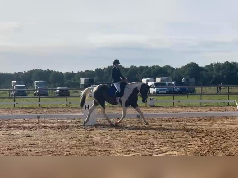 Anglo European Studbook Yegua 9 años 170 cm Pío in Zwiggelte