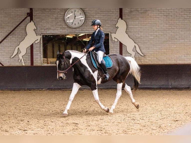 Anglo European Studbook Yegua 9 años 170 cm Pío in Zwiggelte