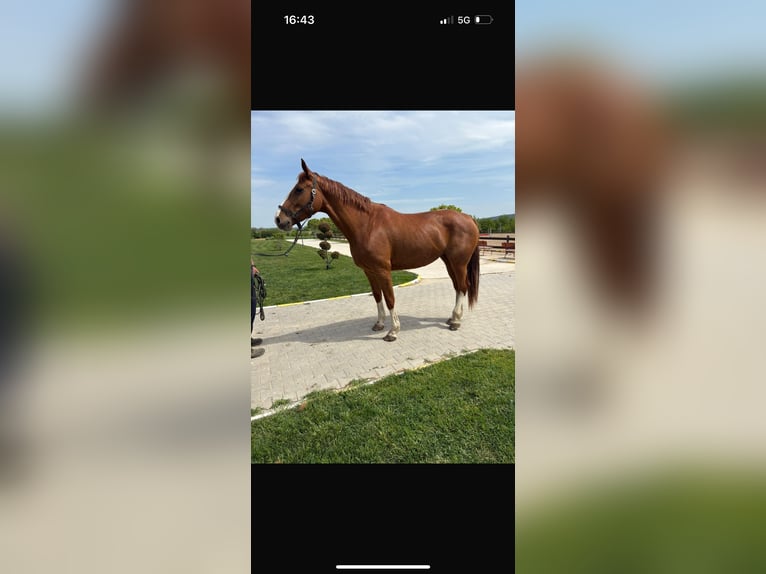 Anglo European Studbook Yegua 9 años 173 cm Alazán-tostado in Pleven