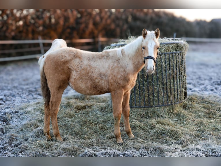 Anglo European Studbook Yegua Potro (06/2025) 160 cm Palomino in BlękwitZłotów