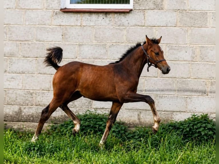 Anglo European Studbook Yegua Potro (05/2026) 170 cm Castaño in Wojcieszków