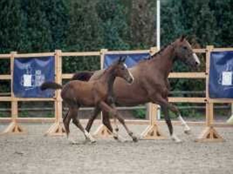 Anglo European Studbook Yegua Potro (06/2024) 170 cm Castaño in Waddinxveen