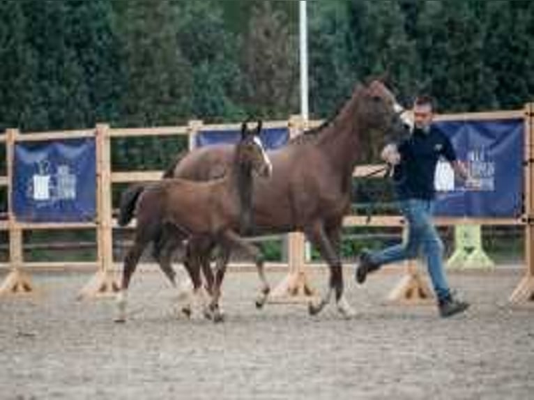 Anglo European Studbook Yegua Potro (06/2024) 170 cm Castaño in Waddinxveen