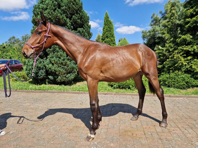 Anglo-europeisk stambok Hingst 1 år Mörkbrun in Łobez